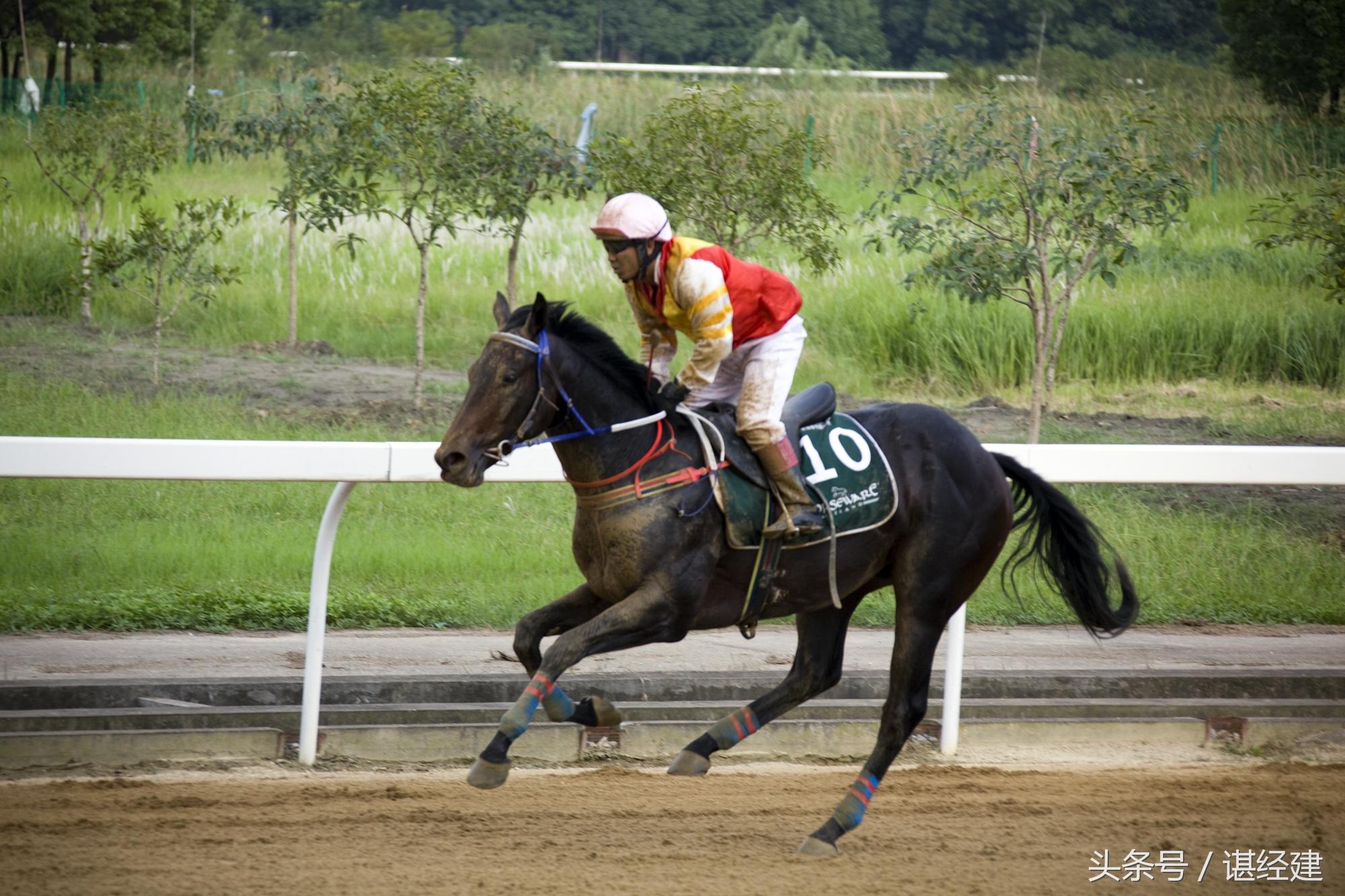 探索香港马会网站，一站式赛马的精彩世界香港免费公开资料大全